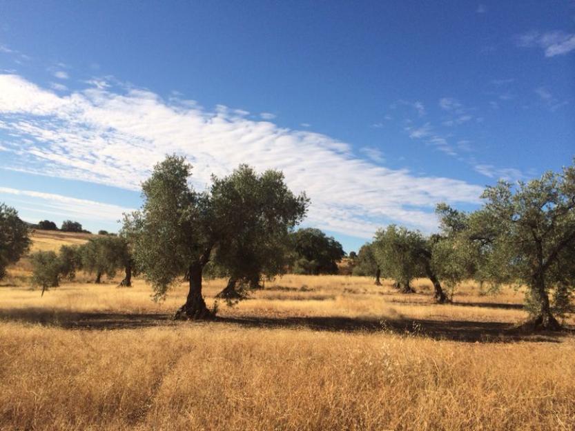 Finca rústica en Guareña