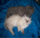Gatitos persa - mejor precio | unprecio.es