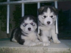 Se vende preciosa camada de cachorros Husky Siberiano - mejor precio | unprecio.es