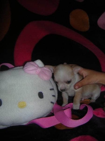 cachorrito de chihuahua miniatura