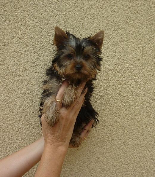 Cachorritos preciosos de Yorkshire