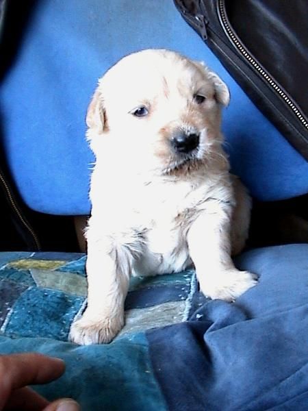 CACHORROS DE GOLDEN RETRIEVER CON PEDIGREE