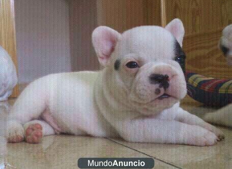 camada de bulldog frances