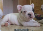 camada de bulldog frances - mejor precio | unprecio.es