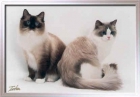 camada ragdoll pedigree excepcional - mejor precio | unprecio.es