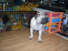 Carlino hembra 360 euros - mejor precio | unprecio.es
