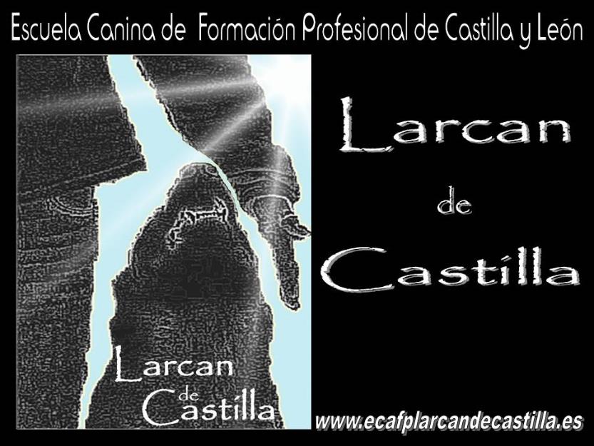 Curso adiestrador canino profesional