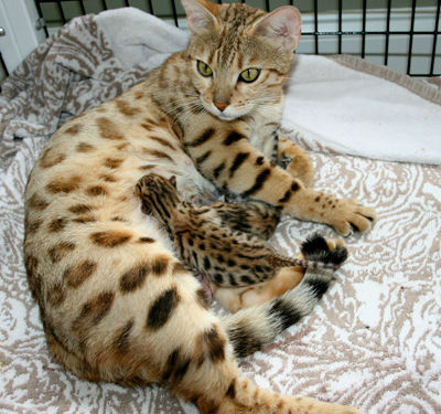 Espectaculares gatitos bengali leopardo en mallorca