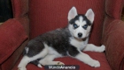 Huskys Siberianos. Puede financiar. - mejor precio | unprecio.es