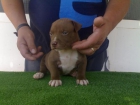 impresionantes cachorros de pit bull muy anchotes - mejor precio | unprecio.es