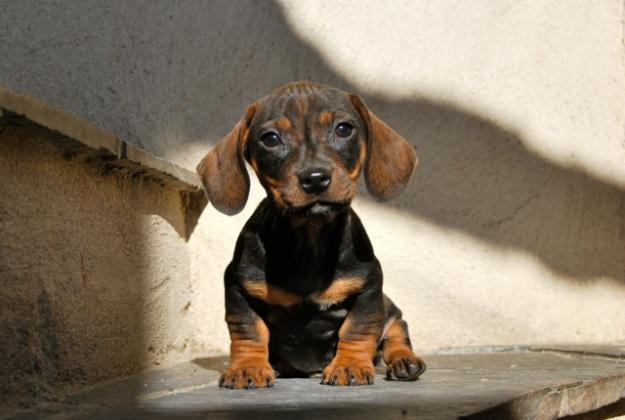 Teckel , cachorros de calidad inscritos en Loe, fotos reales