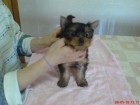 yorkshire terrier - mejor precio | unprecio.es