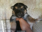 Cachorros de Pastor Aleman de 6 Semanas - mejor precio | unprecio.es