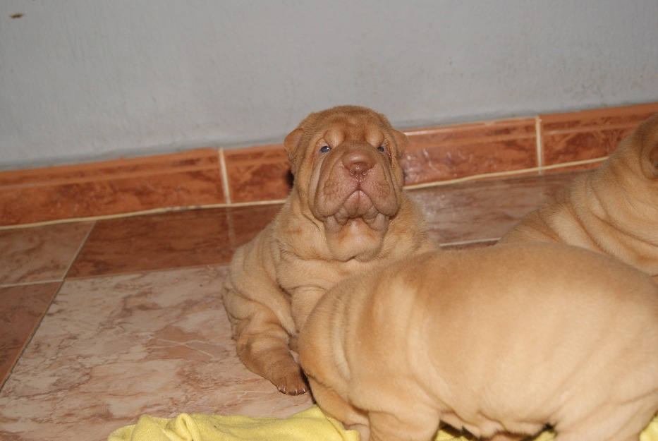 camada de shar pei mini pei