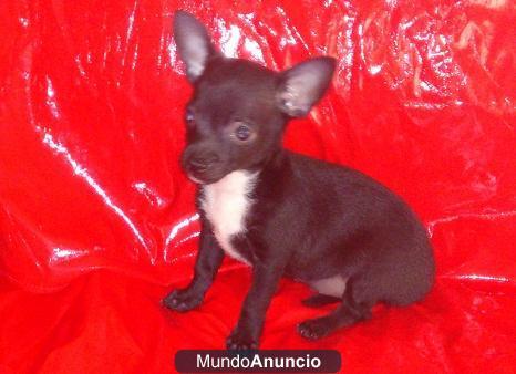 CHIHUAHUA MINI MINI ASEGURADO