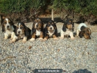 Espectaculares cachorros de BASSET HOUND - mejor precio | unprecio.es