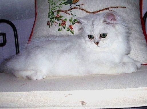 Hembrita persa chinchilla