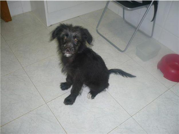 PRECIOSO CACHORRITO CRUCE DE PASTOR BELGA EN ADOPCIÓN