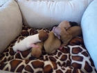 Una camada de  preciosos chihuahuas - mejor precio | unprecio.es