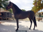 VENDO CABALLO CASTAÑO PRE - mejor precio | unprecio.es