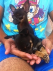 Vendo Chihuahuas pequeño tamaño. - mejor precio | unprecio.es