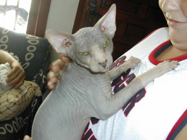 2 matchos sphynx