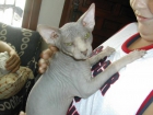 2 matchos sphynx - mejor precio | unprecio.es