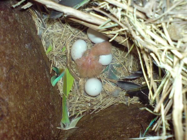 Agapornis para hacer papilleros