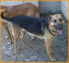 AMAYA - Pastor Alemán - Busca FAMILIA ADOPTANTE - - mejor precio | unprecio.es