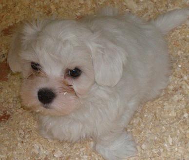 BICHON MALTES CACHORROS PEQUEÑITOS DESDE SOLO 20€/MES*