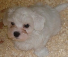 BICHON MALTES CACHORROS PEQUEÑITOS DESDE SOLO 20€/MES* - mejor precio | unprecio.es