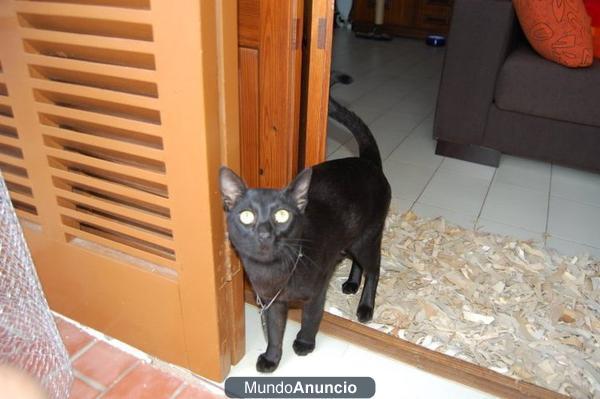 busco casa para mi gato