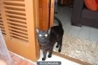 busco casa para mi gato - mejor precio | unprecio.es