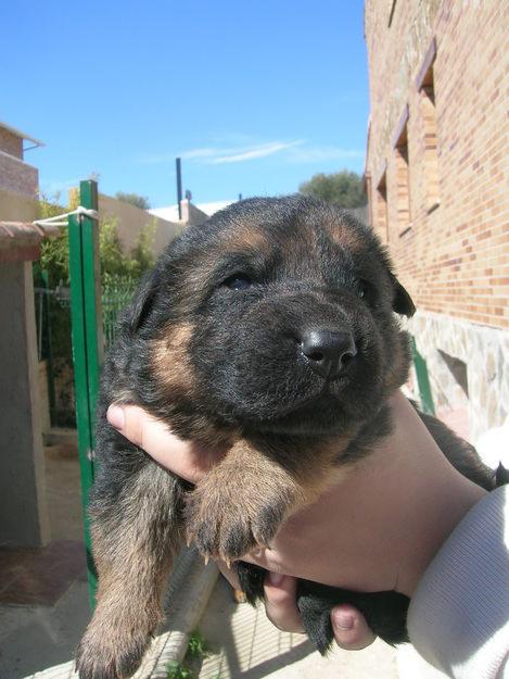 cachorritos de pastor aleman