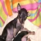 Compro hembra Chihuahua - mejor precio | unprecio.es