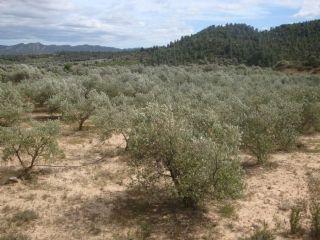 Finca/Casa Rural en venta en Ascó, Tarragona (Costa Dorada)