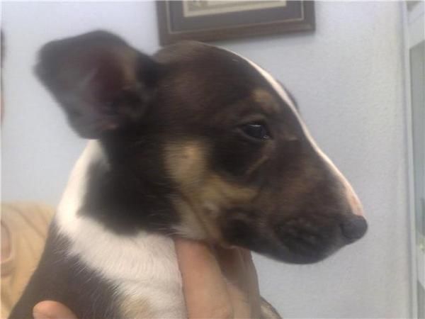 hembras y machos de bull terrier, camada de calidad