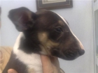 hembras y machos de bull terrier, camada de calidad - mejor precio | unprecio.es