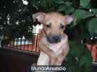 Milka cachorra abandonada en una caja en un contenedor - mejor precio | unprecio.es