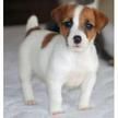 Pura Raza Jack Russell Terrier