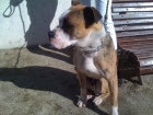 REGALO BOXER - mejor precio | unprecio.es
