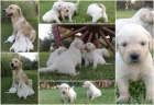 SE VENDEN CACHORROS DE GOLDEN RETRIEVER - mejor precio | unprecio.es