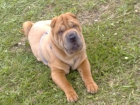 shar pei busca una hembra - mejor precio | unprecio.es