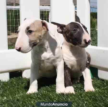 Tu bullterrier, al mejor precio