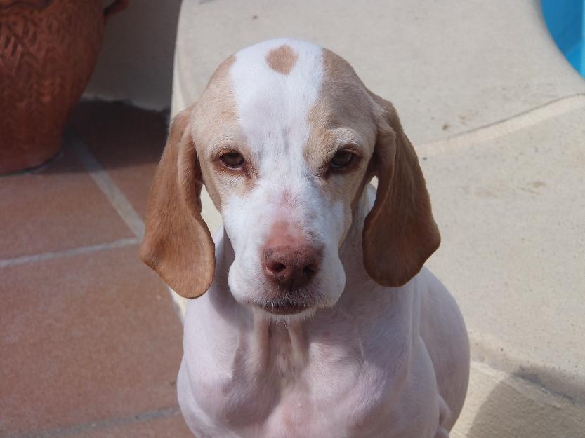 Vendo cachorros de bretón