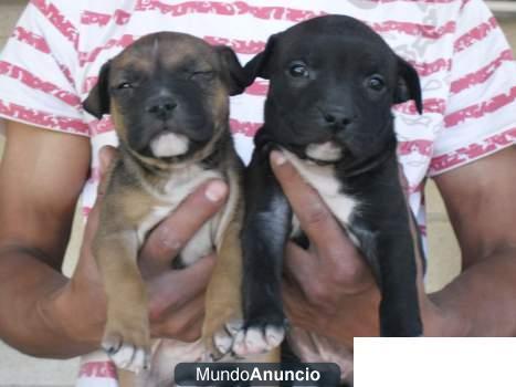 AMERICAN STAFFORDSHIRE TERRIER45555555555