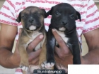 AMERICAN STAFFORDSHIRE TERRIER45555555555 - mejor precio | unprecio.es