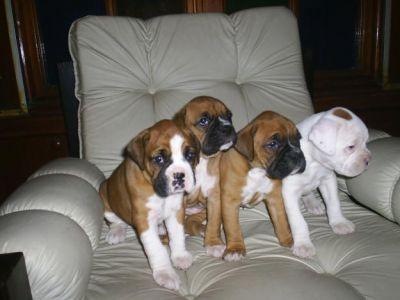 Boxer cachorros para adopcion