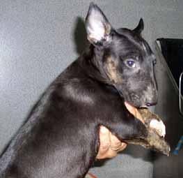 bullterrier mini