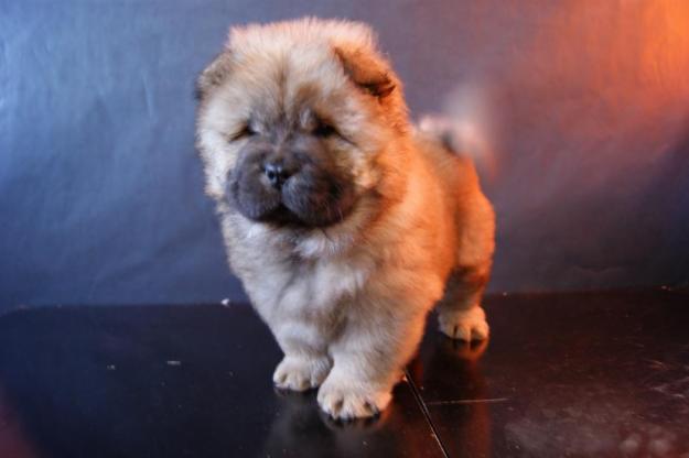 CACHORROS CHOW CHOW DE RAZA Y CALIDAD